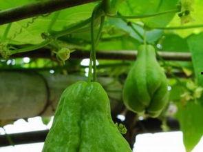 佛手瓜施肥可以吃鸡粪吗,鸡粪使用指南