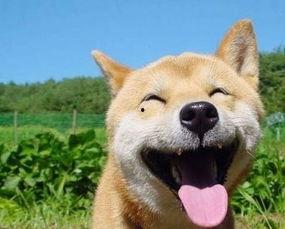 带你吃瓜搞笑台词,带你领略“吃瓜”界的搞笑台词盛宴