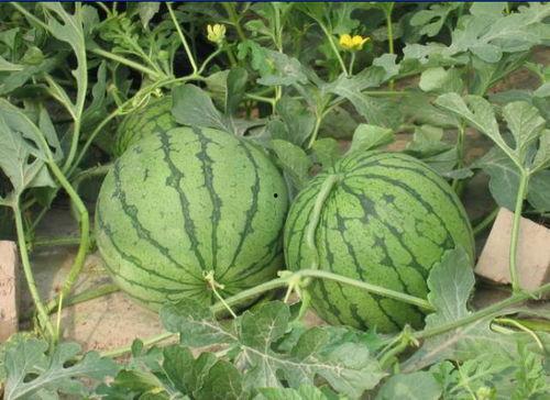 安顺学院吃瓜事件,校园舆论风波背后的真相探究