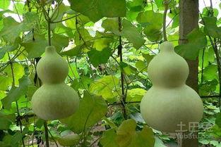 咳嗽吃葫芦瓜好吗,缓解咳嗽的天然良方