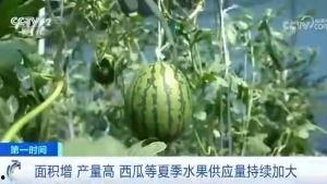 哥斯达黎加吃瓜群众
